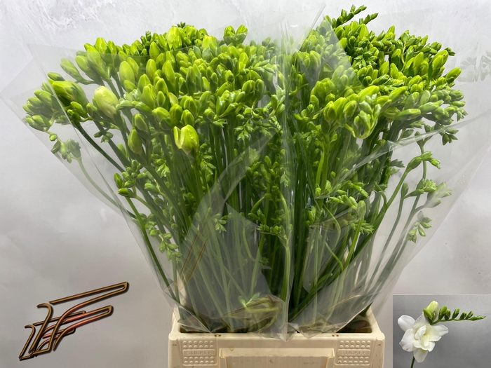 <h4>FR DU VOLANTE</h4>