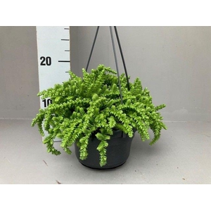 Crassula licopodioides