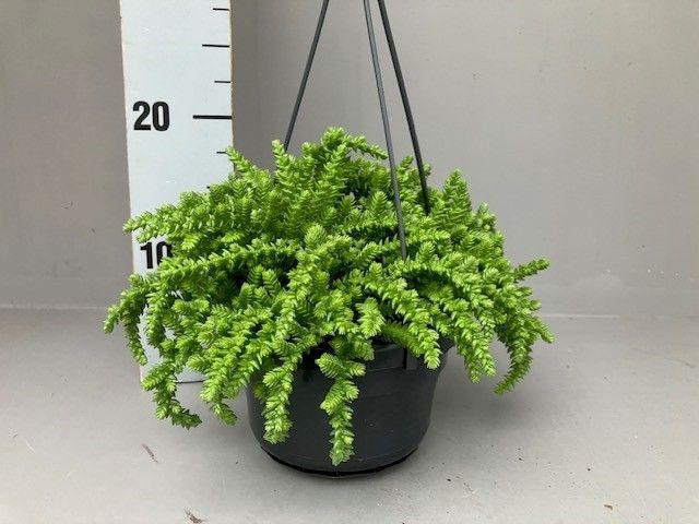 <h4>Crassula licopodioides</h4>