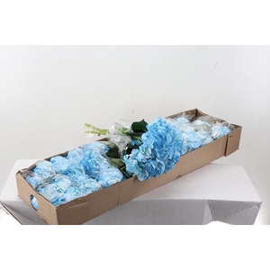 Hydr Light Cielo Tinted Sel Box