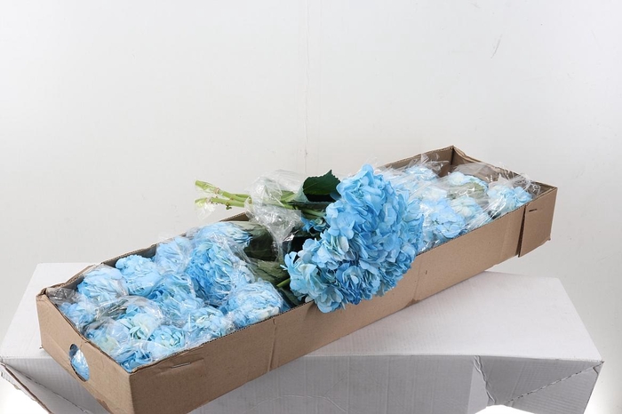 <h4>Hydr Light Cielo Tinted Sel Box</h4>