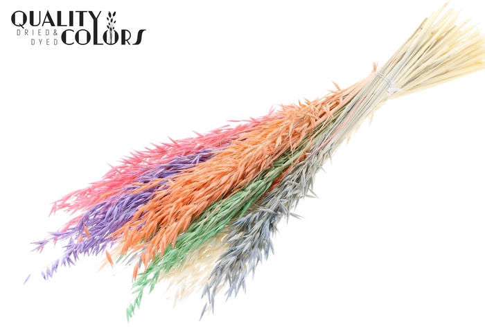 <h4>Avena per bunch Bleached Pastel Mix</h4>
