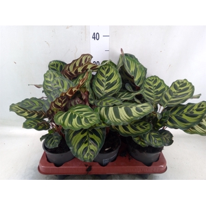 Calathea makoyana