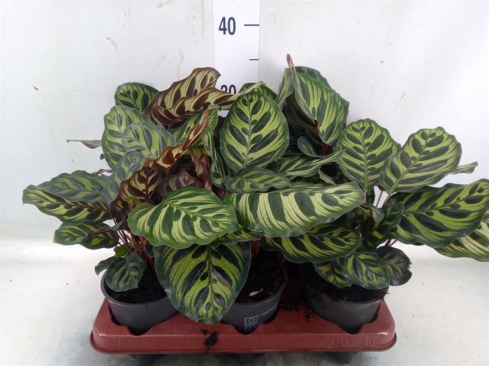 <h4>Calathea makoyana</h4>