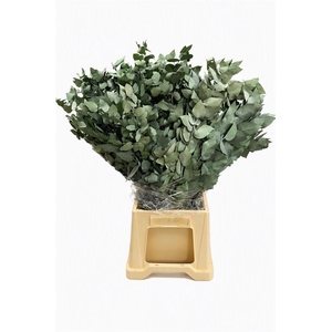 Pres Euca Stuartiana Green Wood Bunch
