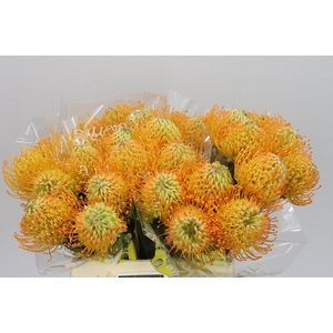 Leucospermum Jelena