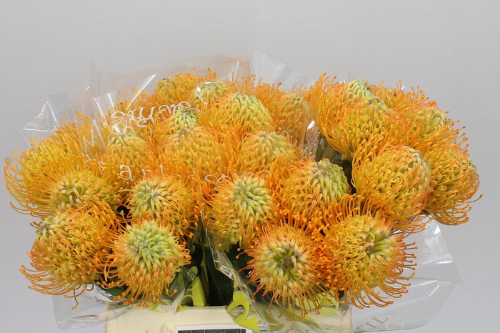 <h4>Leucospermum Jelena</h4>