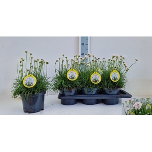 ARME MAR ARMAD WHITE