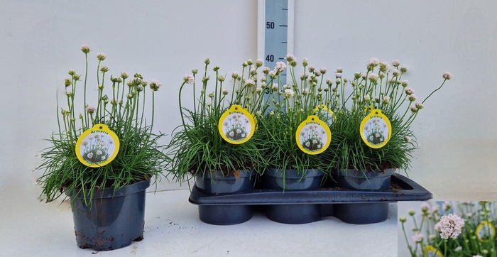 <h4>ARME MAR ARMAD WHITE</h4>