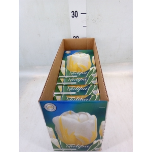 Tulipa   ...flowerbulbs