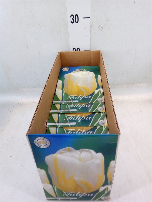 <h4>Tulipa   ...flowerbulbs</h4>