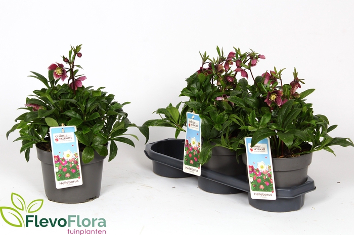 <h4>HELL VIV BATISTA</h4>