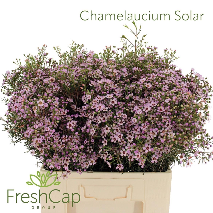 <h4>Chamelaucium Solar</h4>