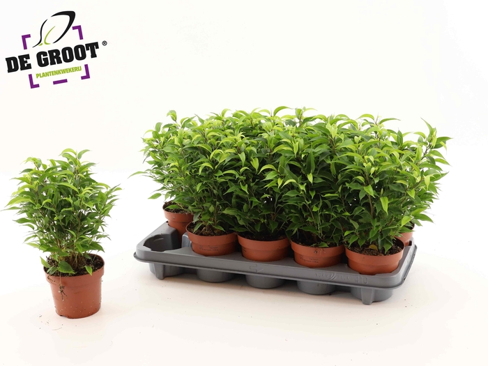 <h4>FIC BE NATASJA</h4>