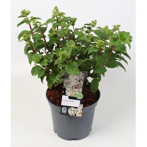 Hydrangea paniculata 'Bee Happy' IMPORT 23 cm