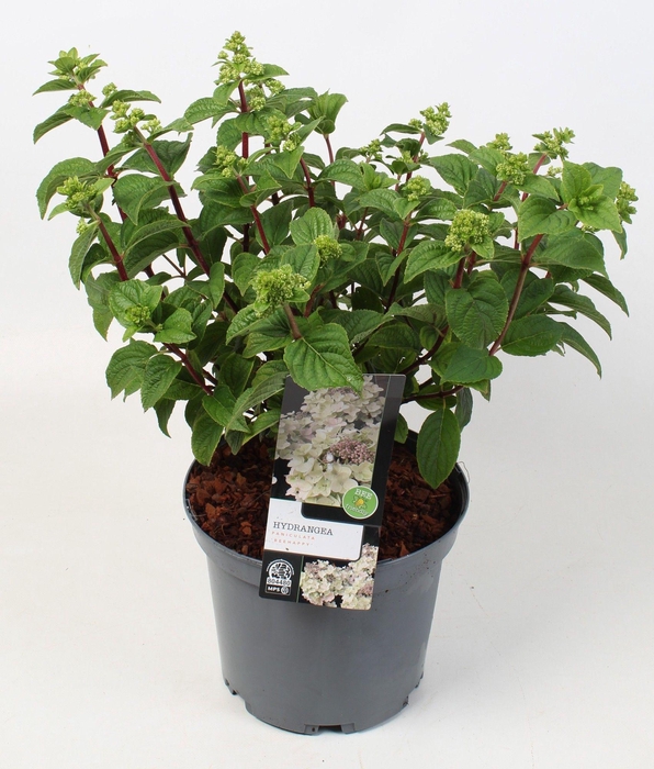 <h4>Hydrangea paniculata 'Bee Happy' IMPORT 23 cm</h4>
