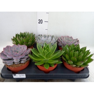 Echeveria   ...mix