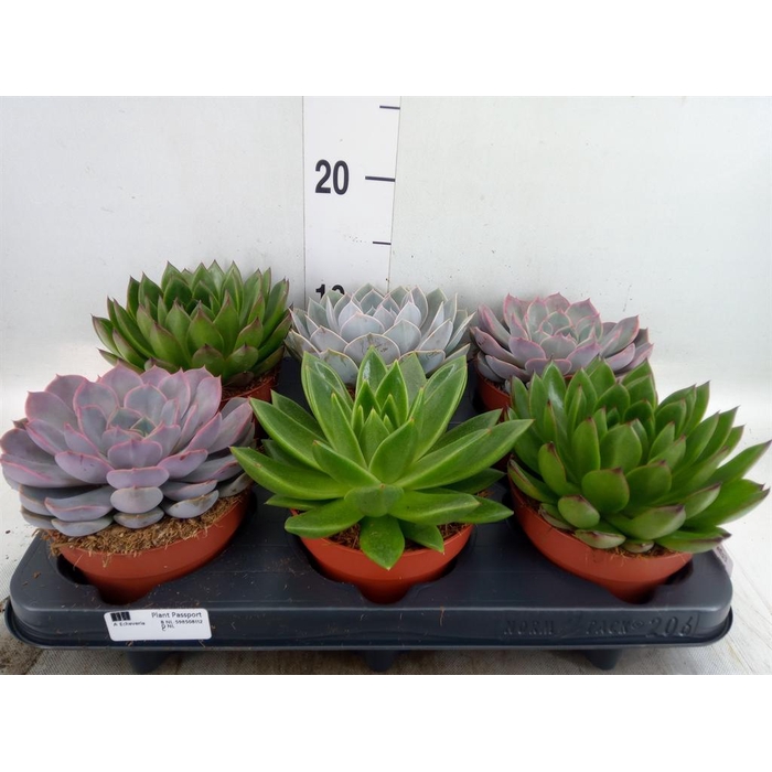 <h4>Echeveria   ...mix</h4>