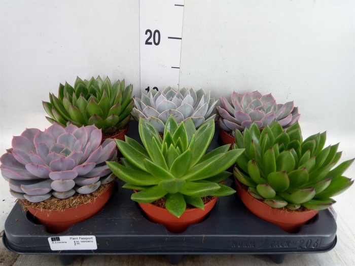 Echeveria   ...mix