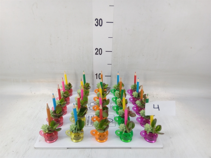 <h4>Arr.  Succulents L%</h4>