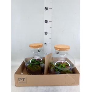 Arr.   Kamerplant Groen H%