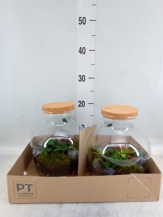 <h4>Arr. Kamerplant Groen H%</h4>