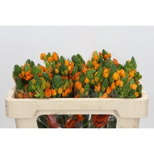 Ornithogalum Dubium Sunshine