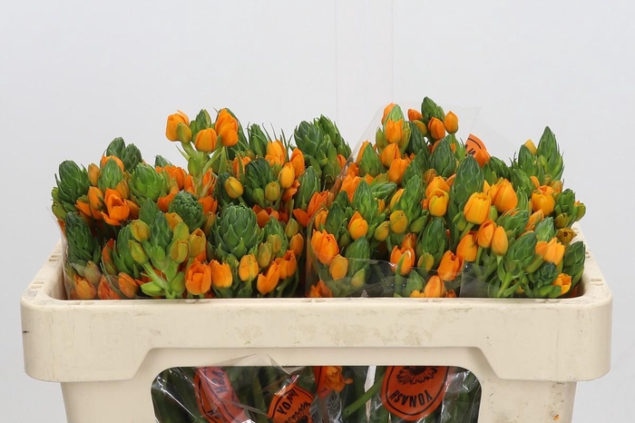 Ornithogalum Dubium Sunshine