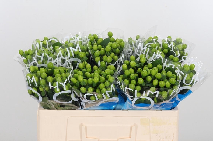 <h4>Hyp Coco Bamboo</h4>