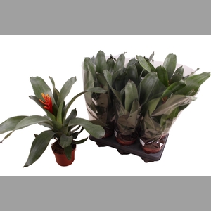 AECH PE ELEGANT FLAM