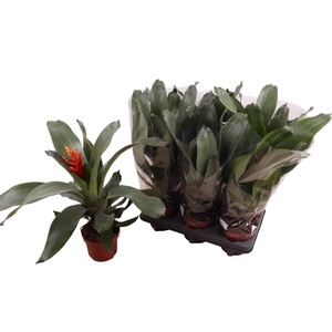 AECH PE ELEGANT FLAM