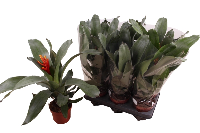 <h4>AECH PE ELEGANT FLAM</h4>