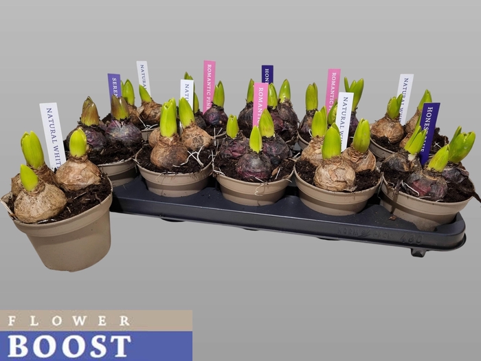 Hyacin Pear Gem 4 Kl