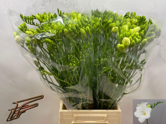 <h4>FR EN CORVETTE</h4>