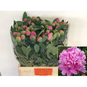 Paeo L Mr Jules Elie