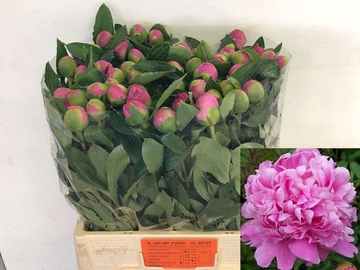 <h4>Paeo L Mr Jules Elie</h4>