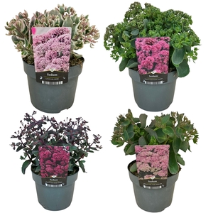 Sedum Mix P17