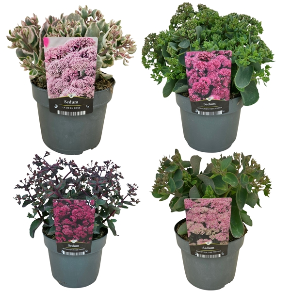 <h4>Sedum Mix P17</h4>