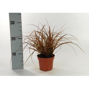 Uncinia 'Everflame' p12