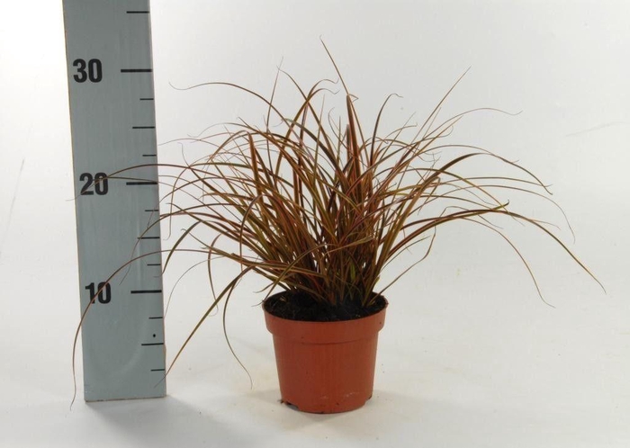 <h4>Uncinia 'Everflame' p12</h4>