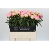 Paeonia Dinner Plate