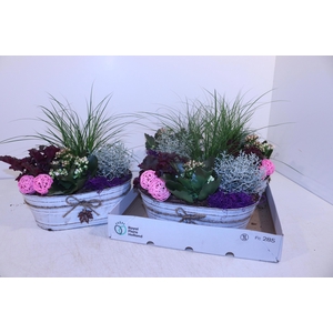 ARR TUINPLANTEN