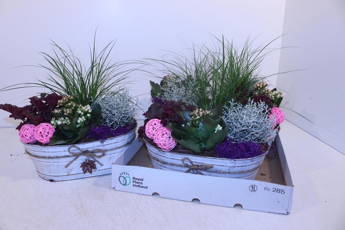 <h4>ARR TUINPLANTEN</h4>