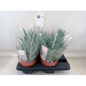 Curio ficoides 'Mount everest'