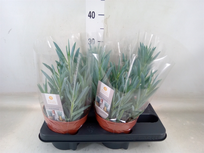 <h4>Curio ficoides 'Mount everest'</h4>