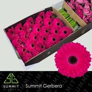 Gerbera Marilu Doos