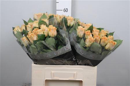 <h4>R Gr Salty Caramel!</h4>