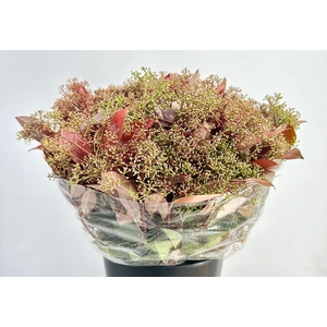 Photinia Red Robin Flowering