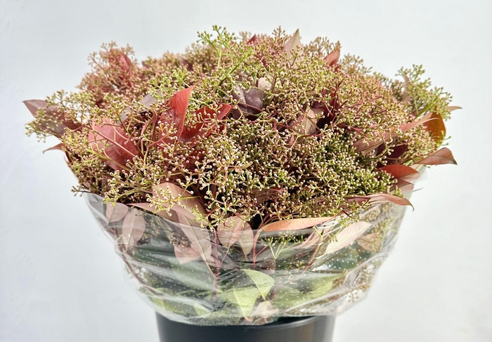 <h4>Photinia Red Robin Flowering</h4>