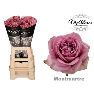R GR MONT MARTRE+ x 20